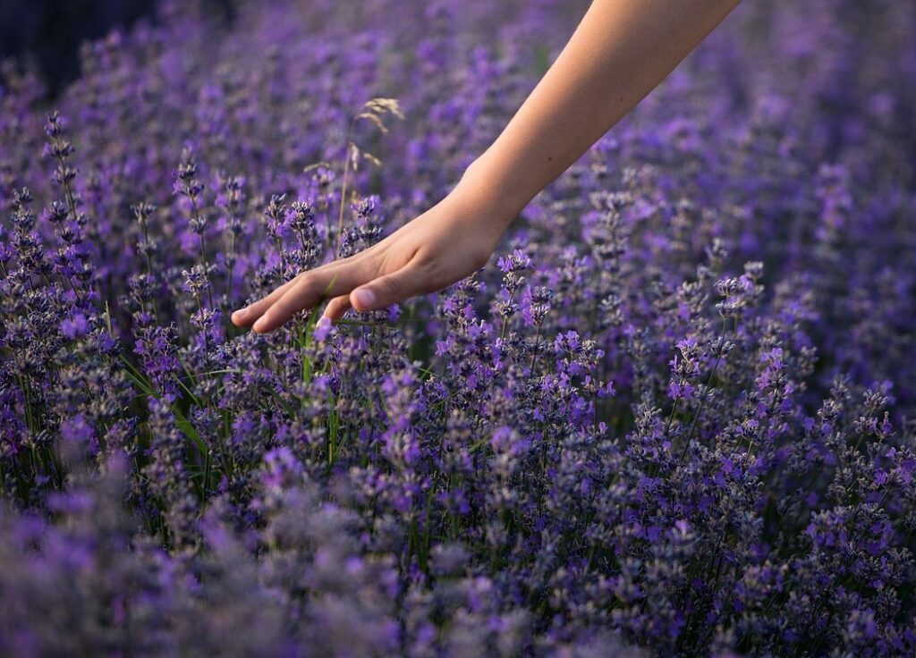 sees lavender essential oil