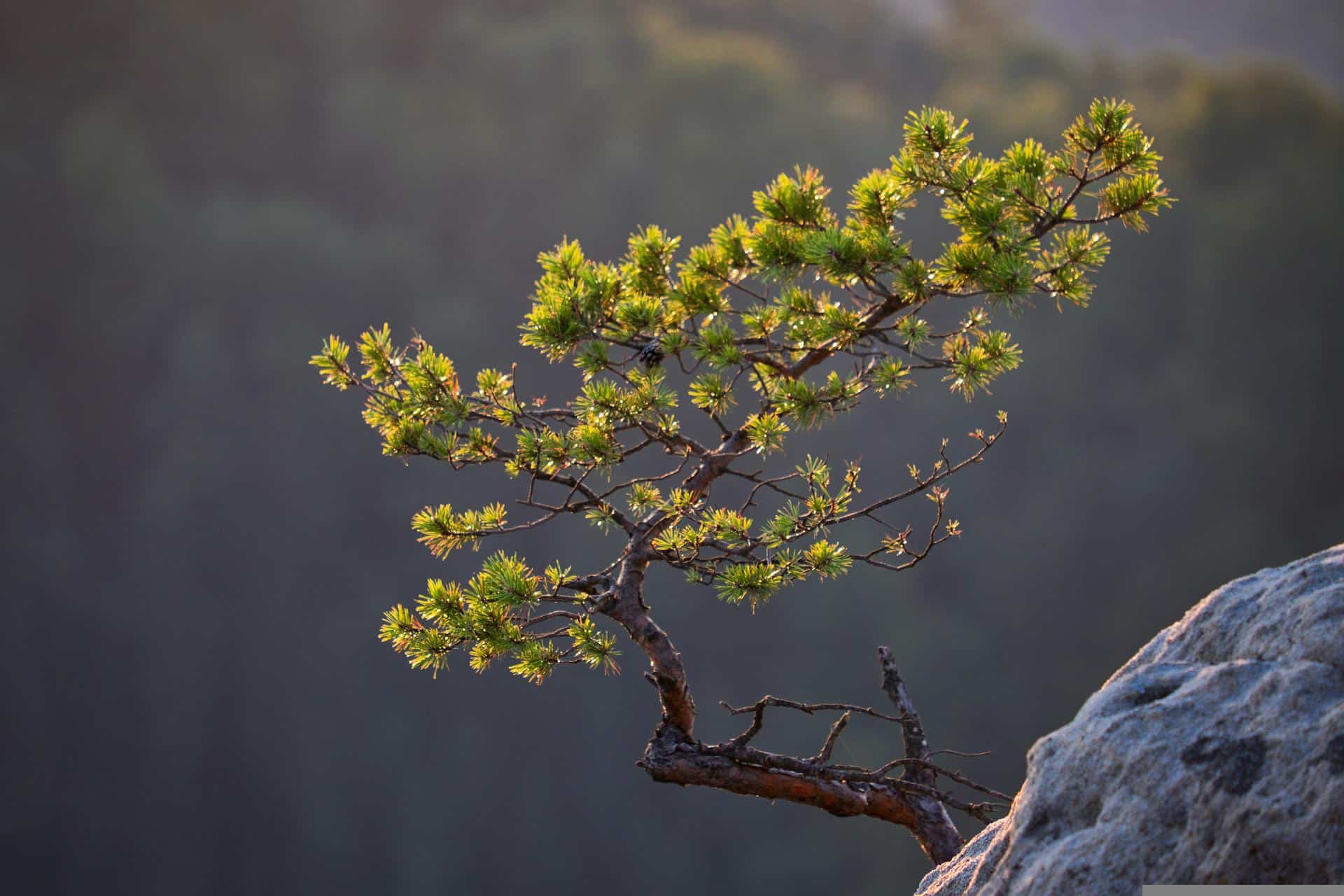 SEES ikimetsä luonnonkosmetiikka scent drop pine essential oil